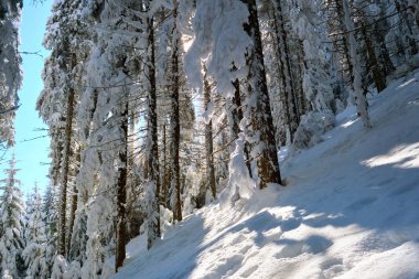 Çam ağaçları soğuk ve aydınlık bir günde kış ormanlarında taze karla kaplıdır..