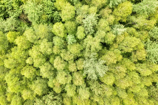 Felülről Lefelé Légi Kilátás Zöld Nyári Erdő Lombkoronák Sok Friss — Stock Fotó