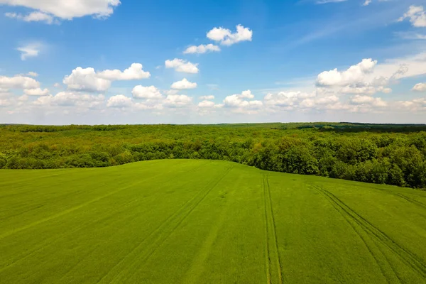 Luftaufnahme Von Grün Bewirtschafteten Landwirtschaftlichen Feldern Mit Wachsenden Pflanzen Hellen — Stockfoto