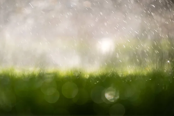 Apropierea Picăturilor Ploaie Care Cad Iarba Verde Timpul Verii — Fotografie, imagine de stoc