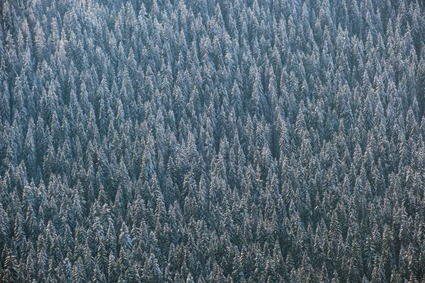 Von Oben Nach Unten Luftaufnahme Des Schneebedeckten Immergrünen Kiefernwaldes Nach — Stockfoto