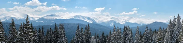 Zimowy Krajobraz Wysokimi Wzgórzami Pokrytymi Wiecznie Zielonym Lasem Sosnowym Obfitych — Zdjęcie stockowe
