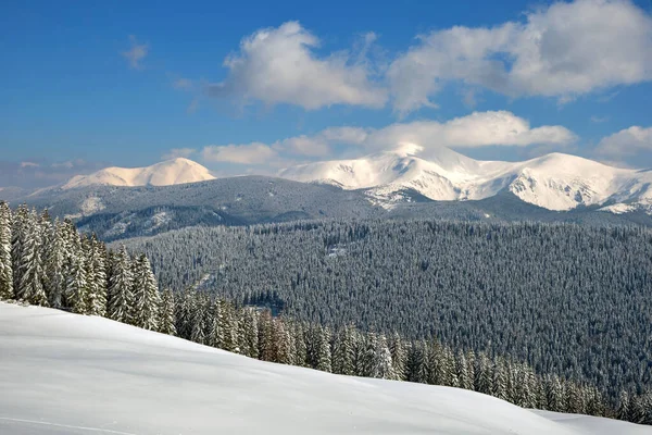Зимовий Пейзаж Високими Гірськими Пагорбами Вкритими Вічнозеленими Сосновими Лісами Після — стокове фото