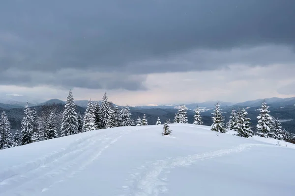 Paisagem Temperamental Com Pegadas Pinheiros Cobertos Neve Fresca Caída Floresta — Fotografia de Stock