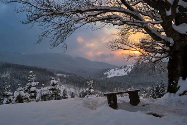Мужній Зимовий Пейзаж Темним Голим Деревом Маленькою Дерев Яною Лавкою — стокове фото