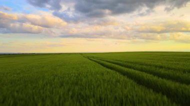 Yeşil ekili tarlaların havadan görünüşü. Parlak yaz akşamlarında ekinlerin büyümesi..