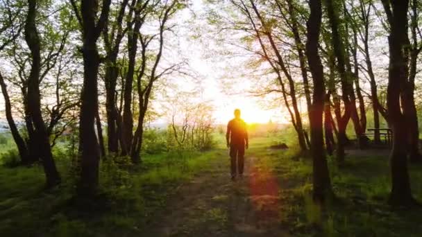 Vandrare Man Promenader Genom Tät Kvällsskog Med Höga Träd Och — Stockvideo