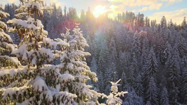 Paesaggio Invernale Aereo Con Pini Foresta Innevata Montagne Fredde All — Video Stock