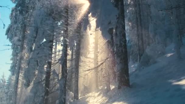 Helder Zonnig Landschap Met Vallende Sneeuw Tussen Dennenbomen Tijdens Zware — Stockvideo