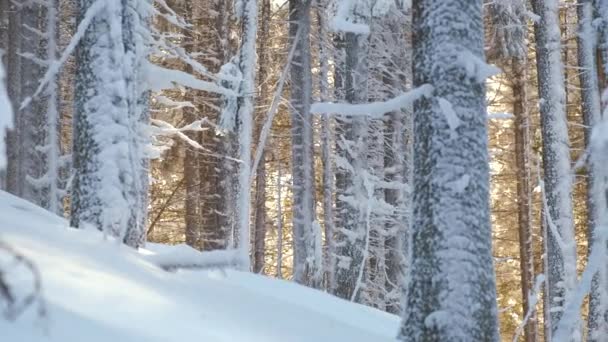 寒冷宁静的早晨 在寒冷茂密的森林里 在大雪中 明亮的阳光下 松树间飘落着雪花 — 图库视频影像