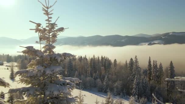 Increíble Paisaje Invernal Con Pinos Bosque Cubierto Nieve Las Frías — Vídeo de stock
