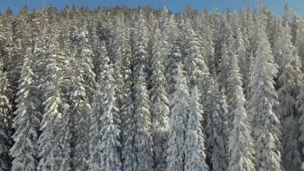 Pinos Altos Cubiertos Nieve Fresca Caída Bosque Montaña Invierno Frío — Vídeo de stock