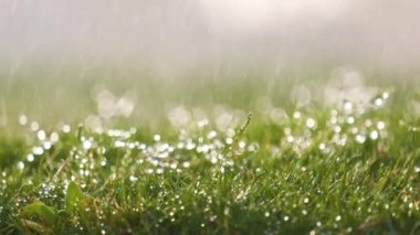 Yazın yeşil çimlere düşen yağmur damlacıklarının yakınlaşması.