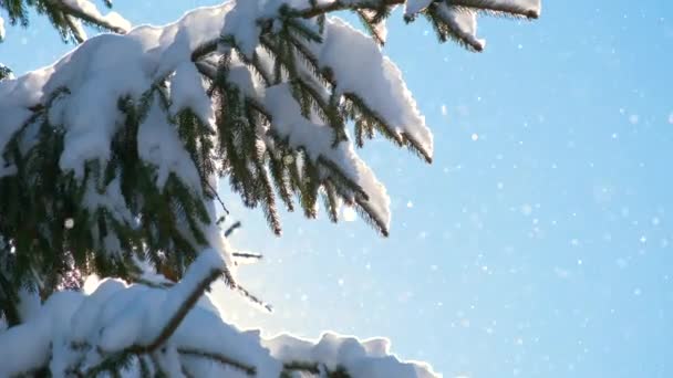 Primo Piano Rami Pino Ricoperti Neve Fresca Caduta Nella Foresta — Video Stock