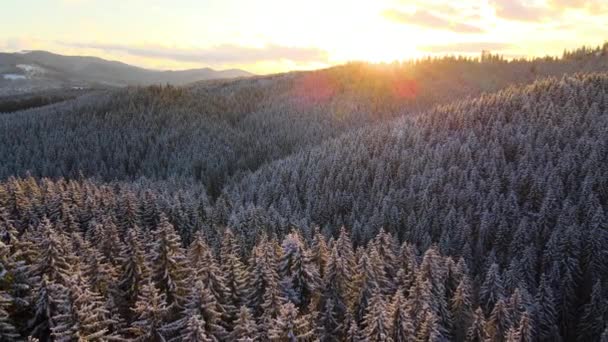 Повітряний Зимовий Пейзаж Спринтом Дерева Снігу Покриті Лісом Холодних Горах — стокове відео