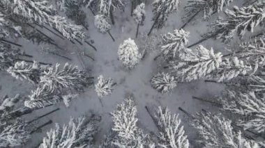 Soğuk ve sakin bir akşamda, şiddetli kar yağışı sırasında, çam ağaçlarıyla kaplı sisli hava manzarası..
