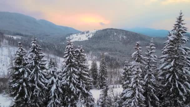 美丽的冬季风景 日出时分 冰雪覆盖的松树在寒冷多雾的群山中 — 图库视频影像