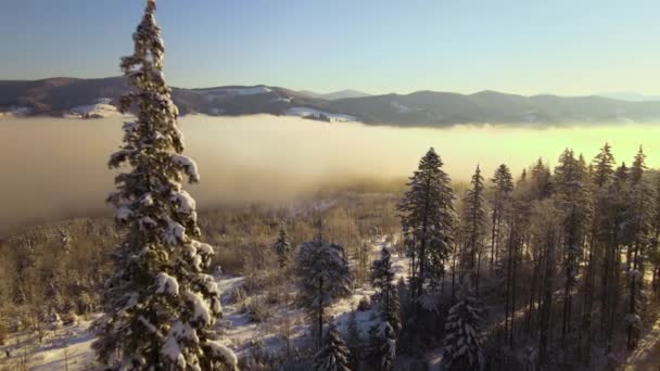 Niesamowity Zimowy Krajobraz Sosnami Pokryte Śniegiem Lasy Mglistych Górach Wschodzie — Wideo stockowe