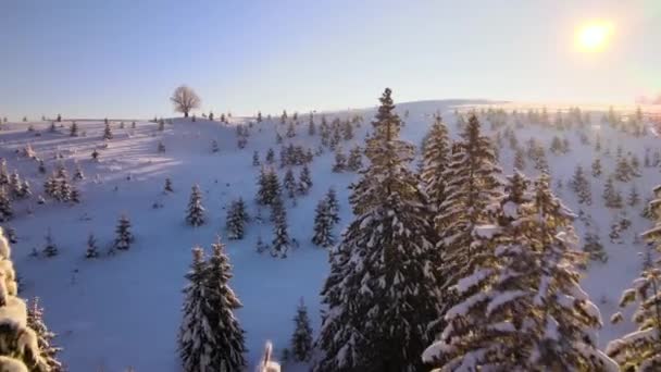 Amazing Winter Landscape Pine Trees Snow Covered Forest Cold Foggy — Stock Video