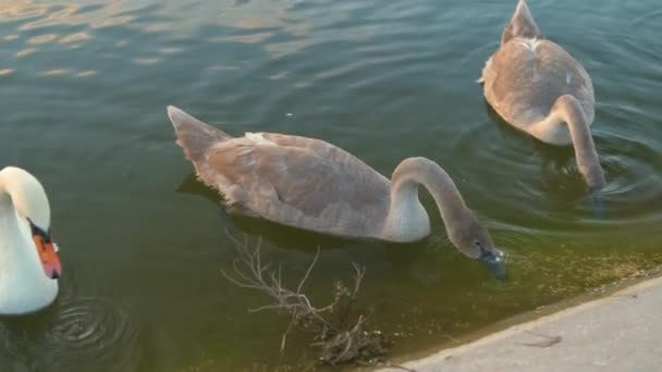 Cisnes Brancos Cinzentos Flutuando Pacificamente Água Lago Verão — Vídeo de Stock