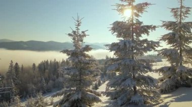 Güneşin doğuşuyla birlikte soğuk sisli dağlarda, karlı ormanlardan oluşan çam ağaçlarıyla muhteşem kış manzarası..