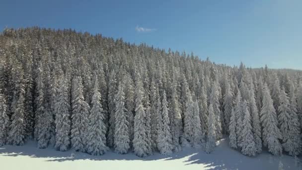 Luchtfoto Van Hoge Pijnbomen Bedekt Met Verse Sneeuw Winter Bergbos — Stockvideo