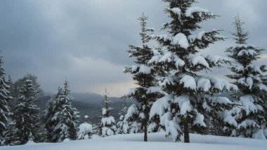 Şiddetli kar yağışı sonrası soğuk bulutlu bir akşamda dağ ormanlarında yağan taze karla kaplı ebedi yeşil çam ağaçlarıyla panoramik manzara..