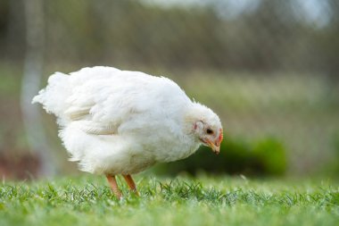 Geleneksel kırsal çiftlik çiftliğinde tavuk beslenir. Ahırda duran yeşil çimenli tavuğa yakın durun. Serbest tarım kümes hayvanları konsepti.