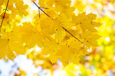 Parlak sarı ve kırmızı akçaağaç yapraklarını sonbahar parkında canlı ve bulanık arka planda sonbahar ağacı dallarına yakın tut..
