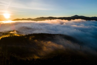 Spruce Ormanı 'ndaki koyu yeşil çam ağaçlarının hava manzarası sisli dağlarda gündoğumu ışınları ile parlıyor..