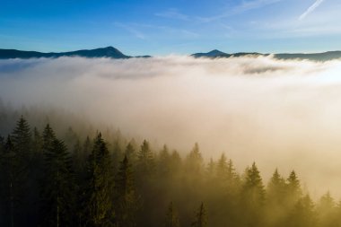Karanlık, kasvetli çam ağaçlarının tepesinden, ladin sisli ormanında, sonbahar dağlarında, parlak gündoğumu ışınlarıyla parlayan.