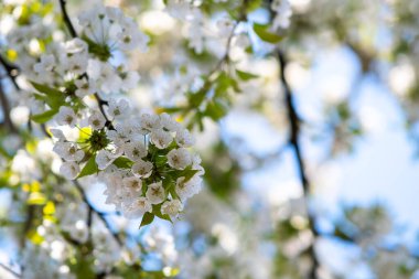 Bahar bahçesinde çiçek açan beyaz ve pembe yapraklı meyve ağacı dalları.