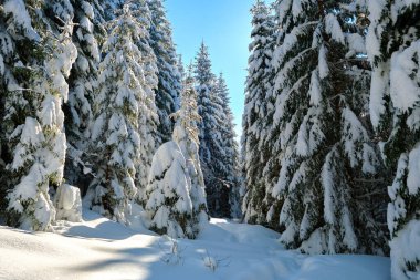 Çam ağaçları soğuk ve aydınlık bir günde kış ormanlarında taze karla kaplıdır..