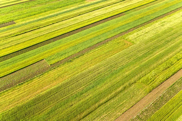 Flygfoto Över Gröna Jordbruksfält Våren Med Färsk Vegetation Efter Sådd — Stockfoto