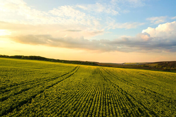 Вид с воздуха на ярко-зеленое сельскохозяйственное поле с выращиванием рапсовых растений на закате.