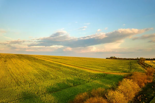 Luchtfoto Van Helder Groen Landbouwbedrijf Veld Met Groeiende Koolzaad Planten — Stockfoto