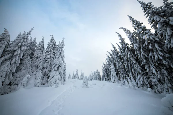 Moody winter landscape with spruce forest cowered with white snow in frozen mountains.