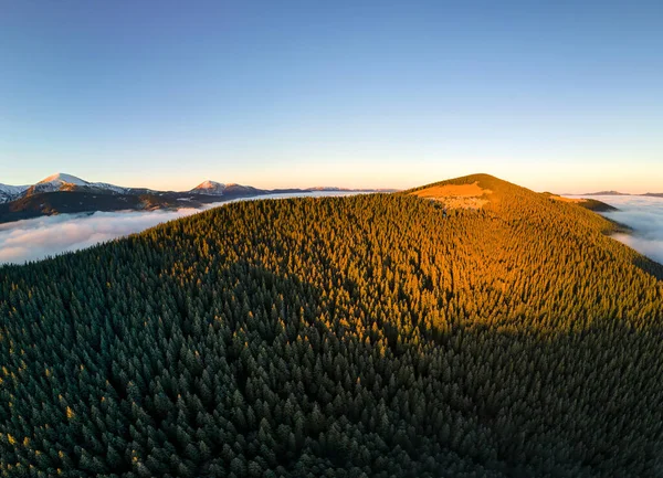 空中俯瞰着覆盖着常绿云杉林的高山上生机勃勃的日出 — 图库照片