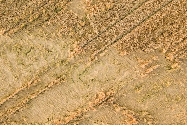 Aerial View Ripe Farm Field Ready Harvesting Fallen Broken Wind — Stock Photo, Image