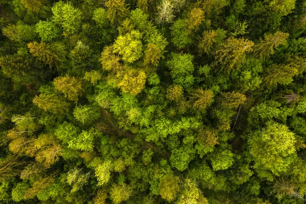 Vista Aérea Pino Mixto Oscuro Exuberante Bosque Con Copas Árboles — Foto de Stock