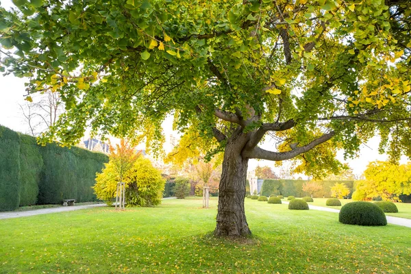 Árboles Verdes Amarillos Parque Otoño —  Fotos de Stock