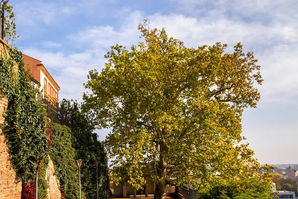 Árboles Verdes Amarillos Parque Otoño — Foto de Stock