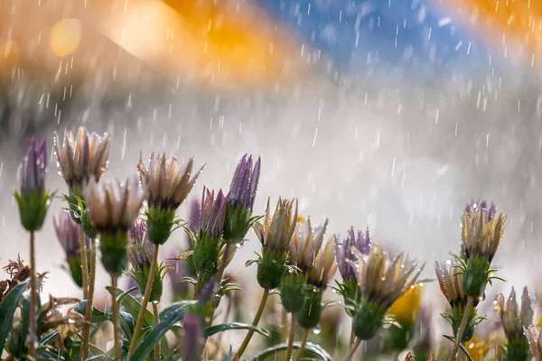 Großaufnahme Von Regentropfen Die Auf Bunte Blumen Sommergarten Fallen — Stockfoto