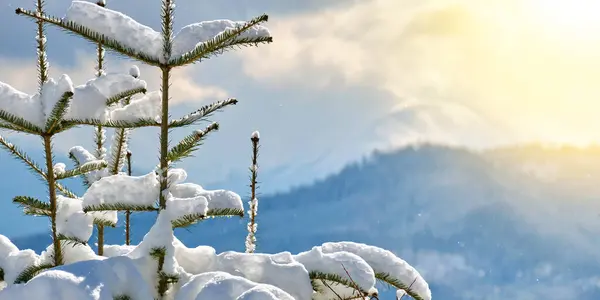 Closeup Ramos Pinheiros Cobertos Com Neve Caída Fresca Floresta Montanha — Fotografia de Stock