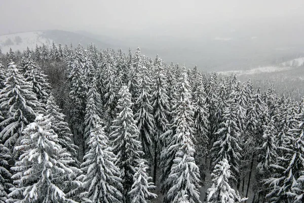 Luftnebellandschaft Mit Immergrünen Kiefern Die Nach Starkem Schneefall Winterlichen Bergwald — Stockfoto