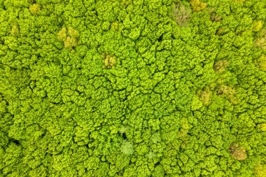 Yeşil yaz ormanlarının yukarıdan görünüşü ve pek çok taze ağaç tepe örtüsü..