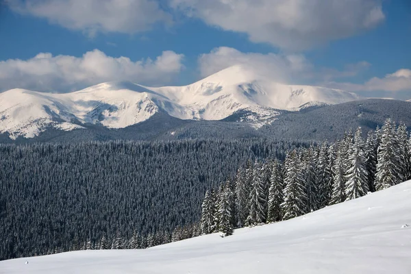 Winterlandschap Met Hoge Bergheuvels Bedekt Met Groenblijvende Dennenbossen Zware Sneeuwval — Stockfoto