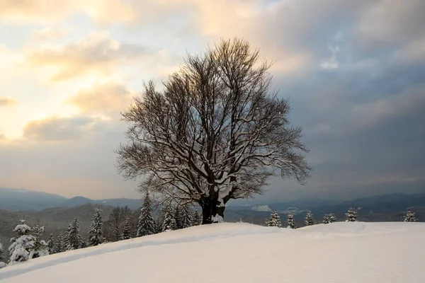 Paesaggio Invernale Fangoso Con Albero Nudo Scuro Coperto Con Campo — Foto Stock