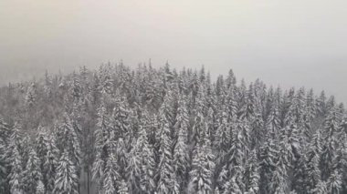 Soğuk ve sakin bir akşamda, şiddetli kar yağışı sırasında, çam ağaçlarıyla kaplı sisli hava manzarası..