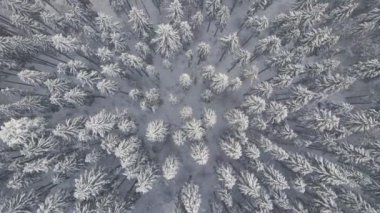 Soğuk ve sakin bir günde, kış ormanlarında yoğun kar yağışı sırasında düşen çam ormanının yukarıdan görünüşü..